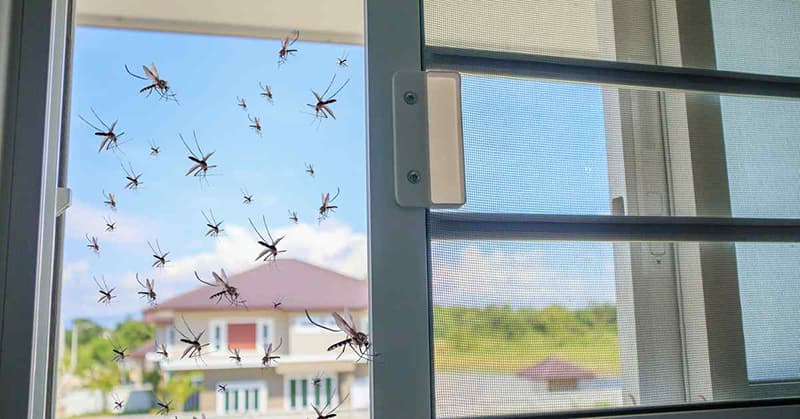 Tại sao trong nhà có nhiều muỗi