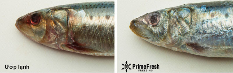 Bảo quản thực phẩm tươi ngon Prime Fresh